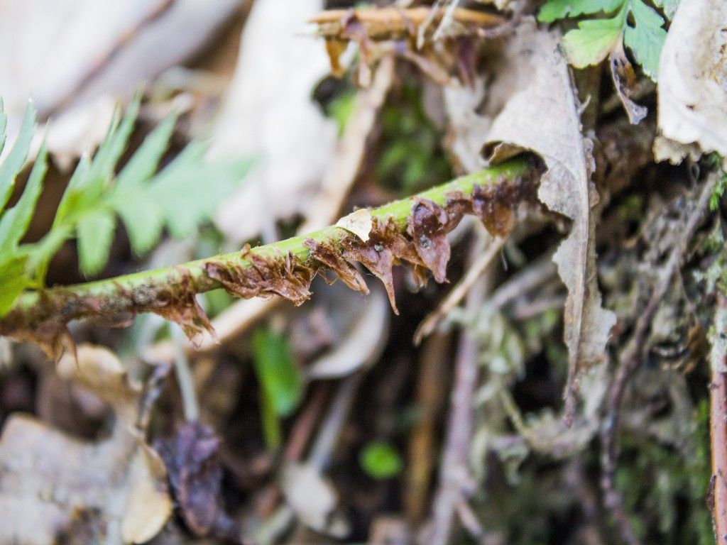 Polystichum aculeatum